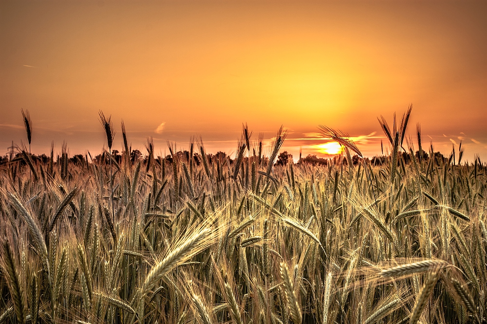 Sunny Crops