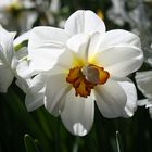 Sunny daffodil