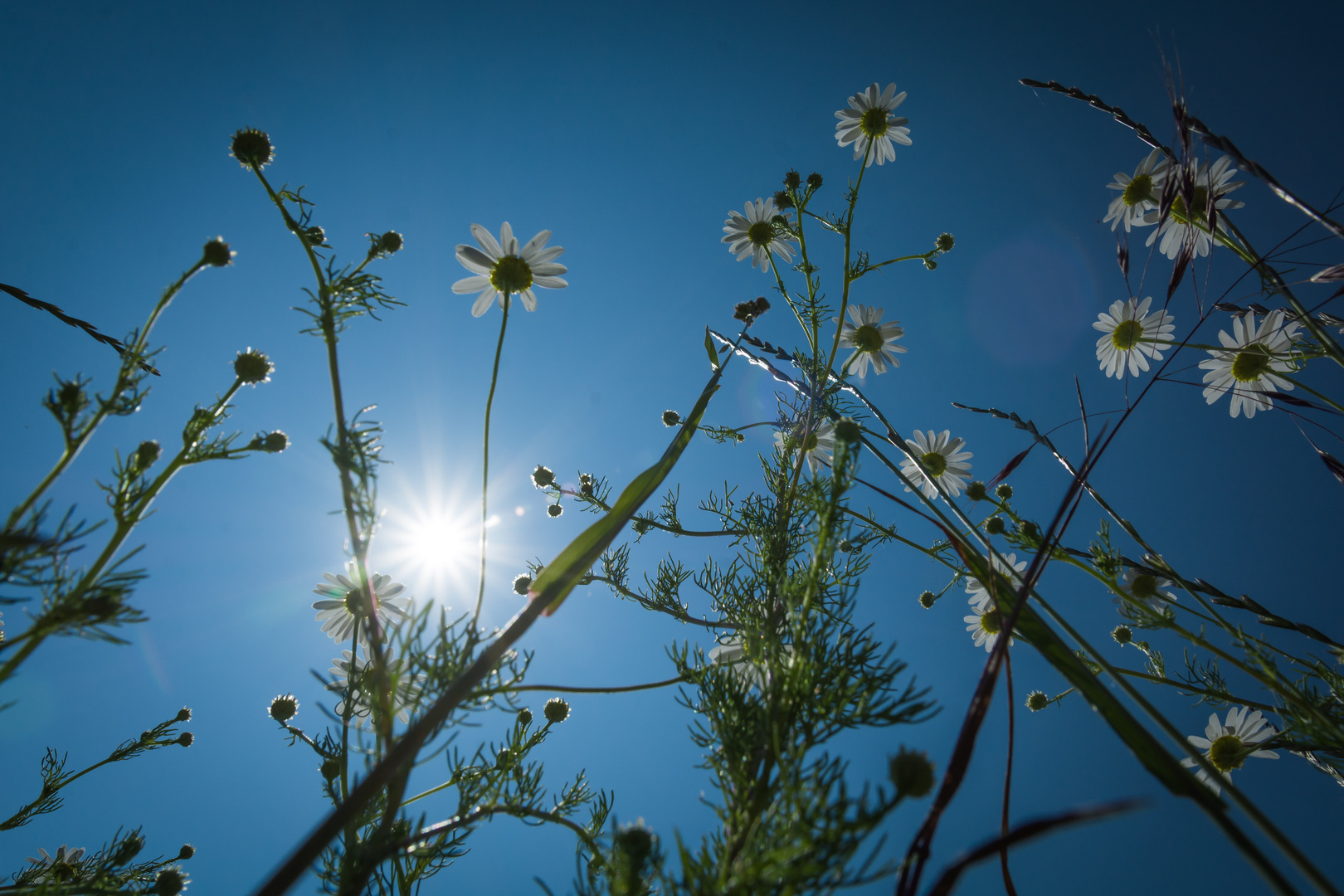 Sunny Day