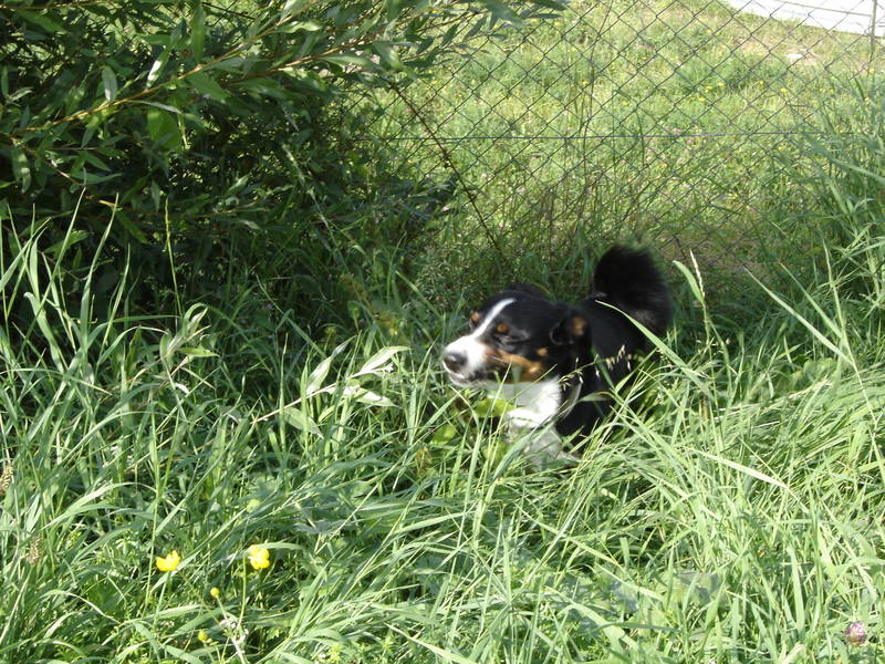 Sunny der Appenzeller - Sennenhund Mischling