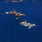 Sunny Dolfins