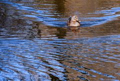 Sunny Duck