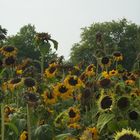 sunny field in autumn