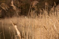 Sunny Fields