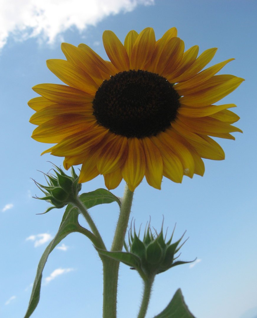 Sunny Flower