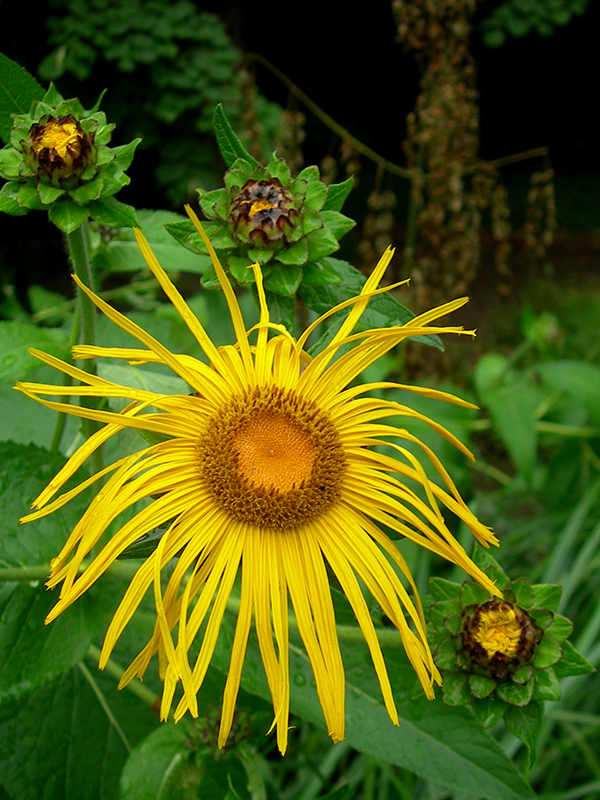 Sunny Flower