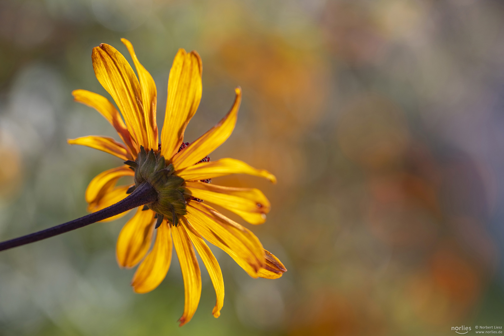 sunny flower