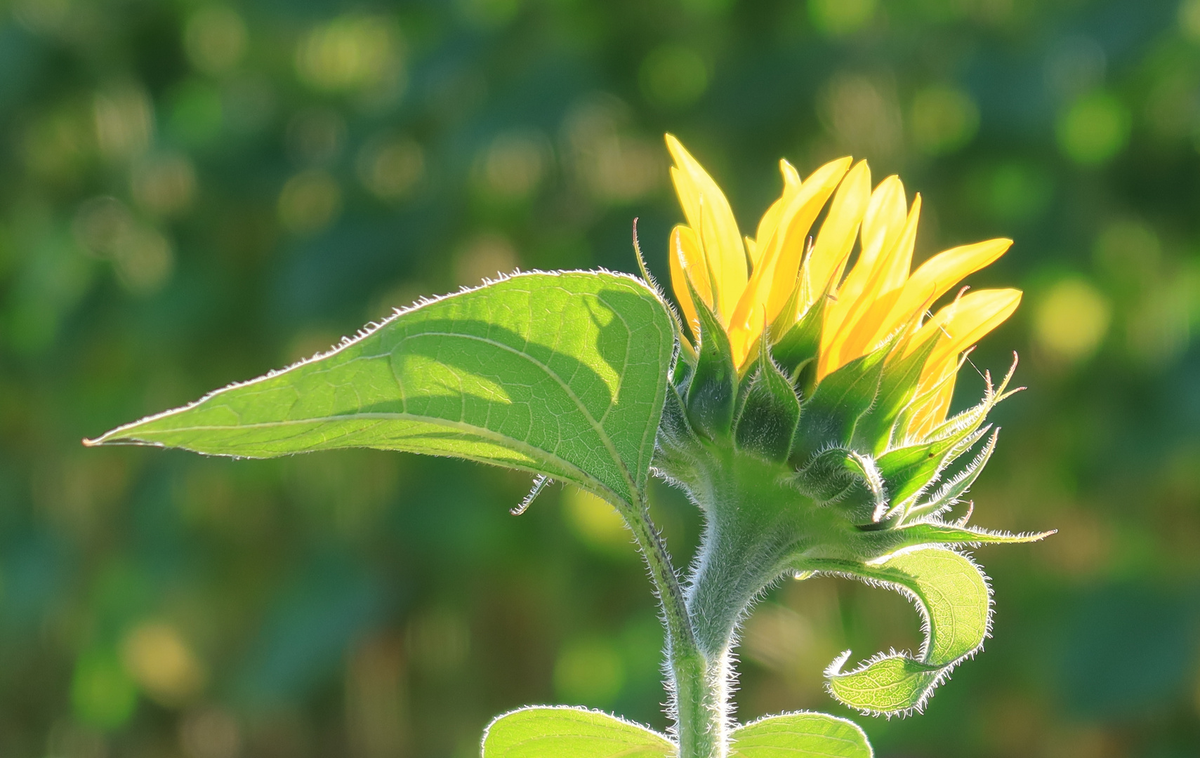 Sunny Flower