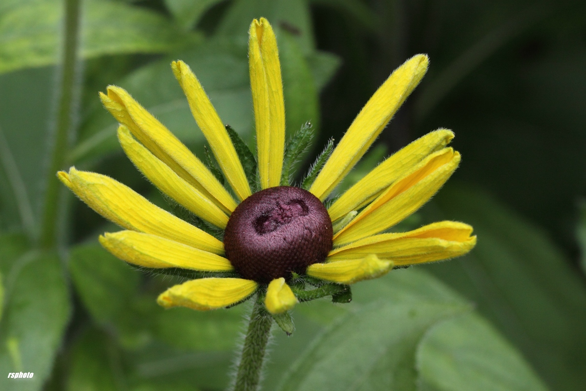 Sunny Flower