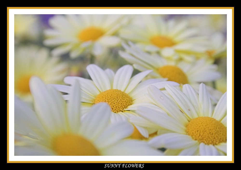 Sunny Flowers