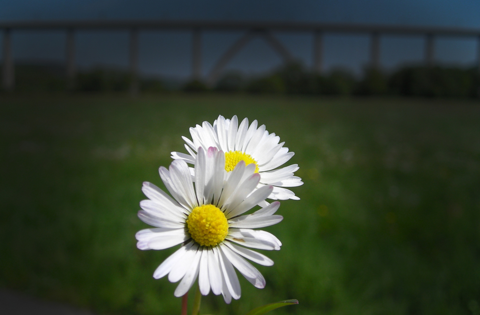 Sunny Flowers