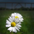 Sunny Flowers