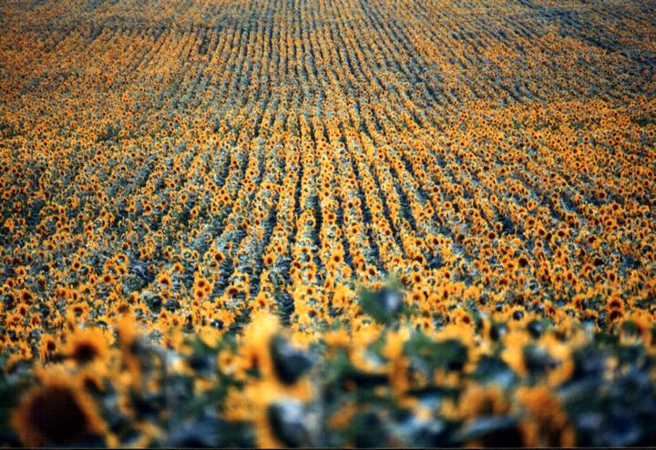 Sunny flowers...