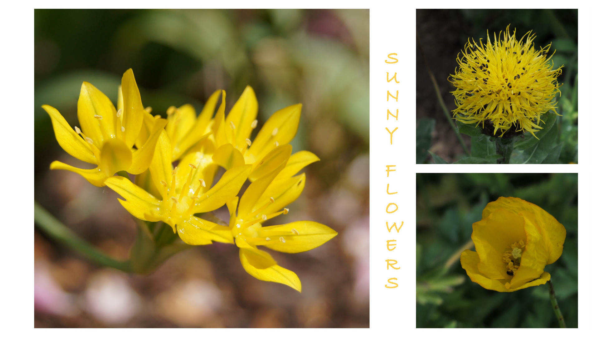 Sunny Flowers