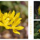 Sunny Flowers