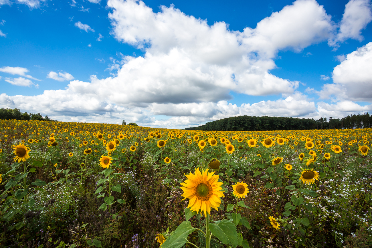 sunny flowers field 