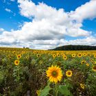 sunny flowers field 