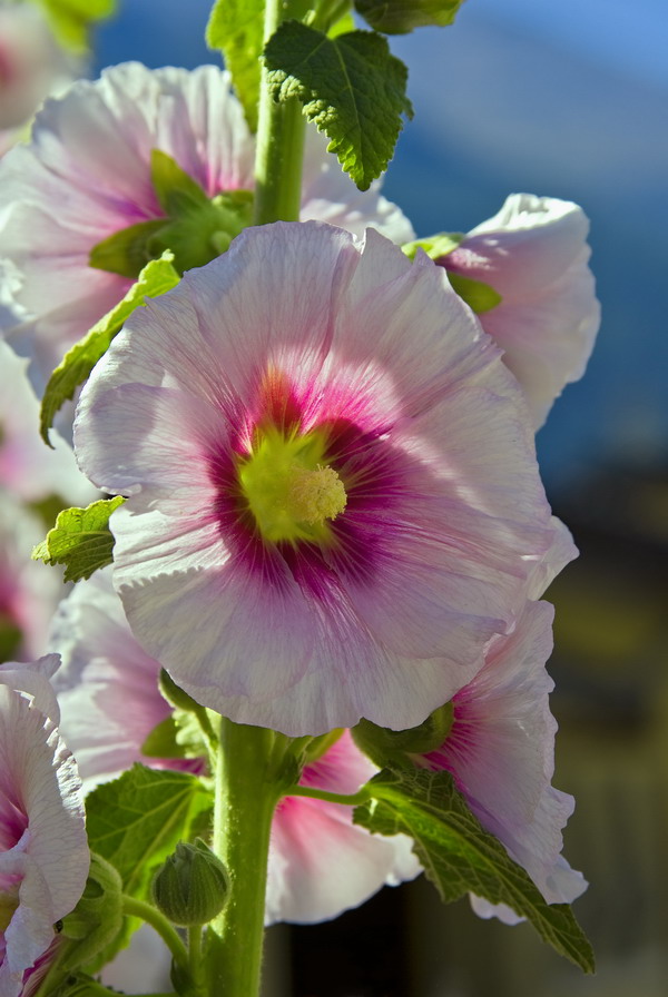 Sunny Flowers (Rosa A.)