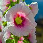 Sunny Flowers (Rosa A.)