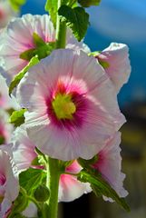 Sunny Flowers (Rosa A.)