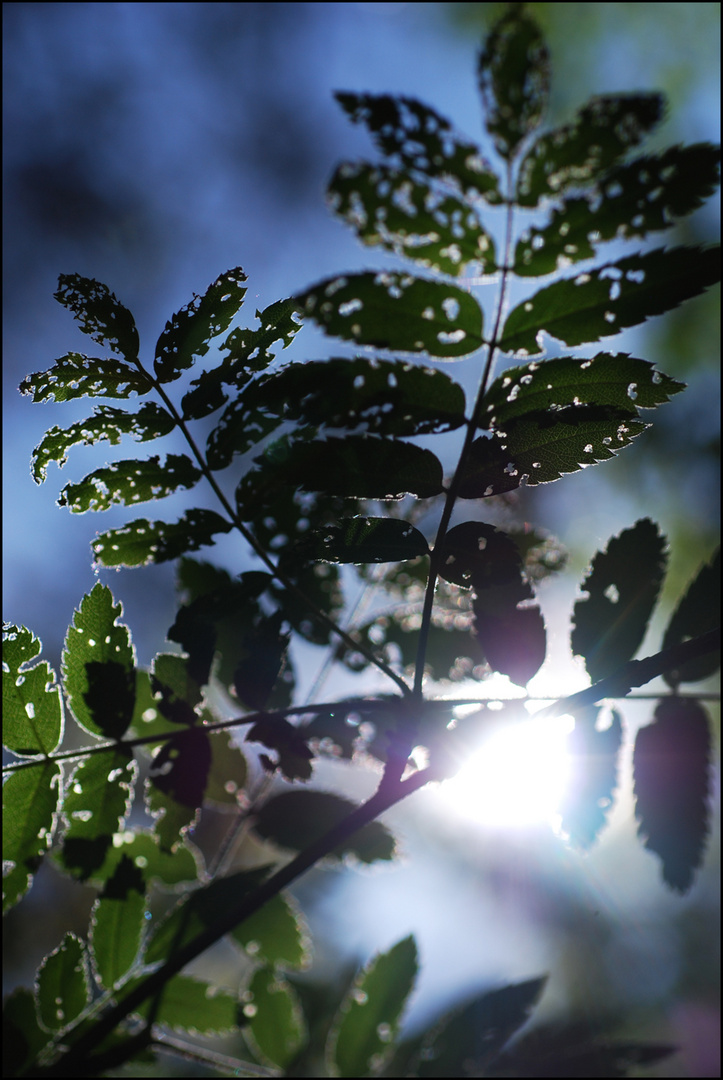 sunny forest