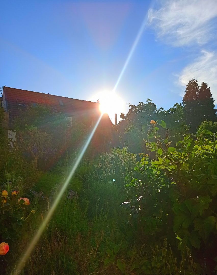 Sunny Garden