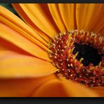 Sunny Gerbera