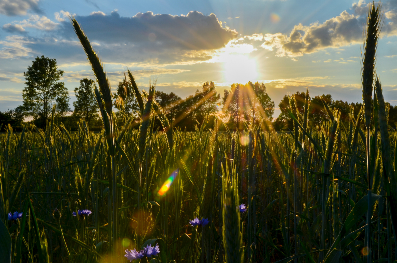 sunny grain