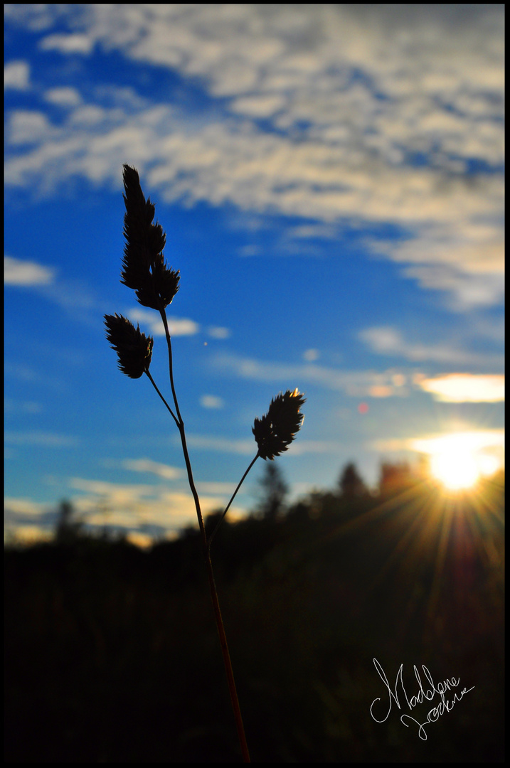 Sunny grass