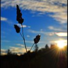 Sunny grass