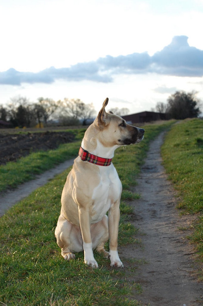 Sunny im Feld