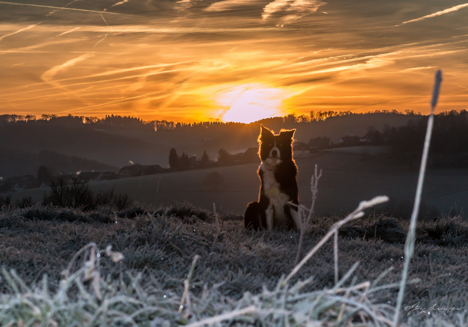 Sunny im Morgenreif