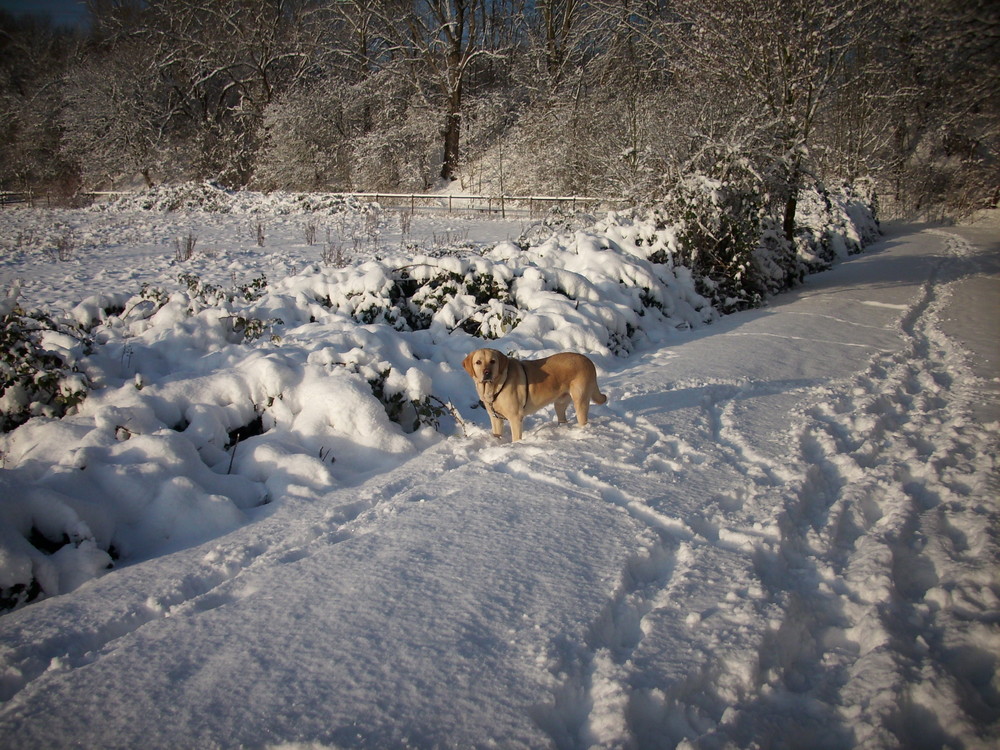 Sunny im Schnee 2