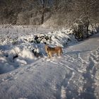 Sunny im Schnee 2