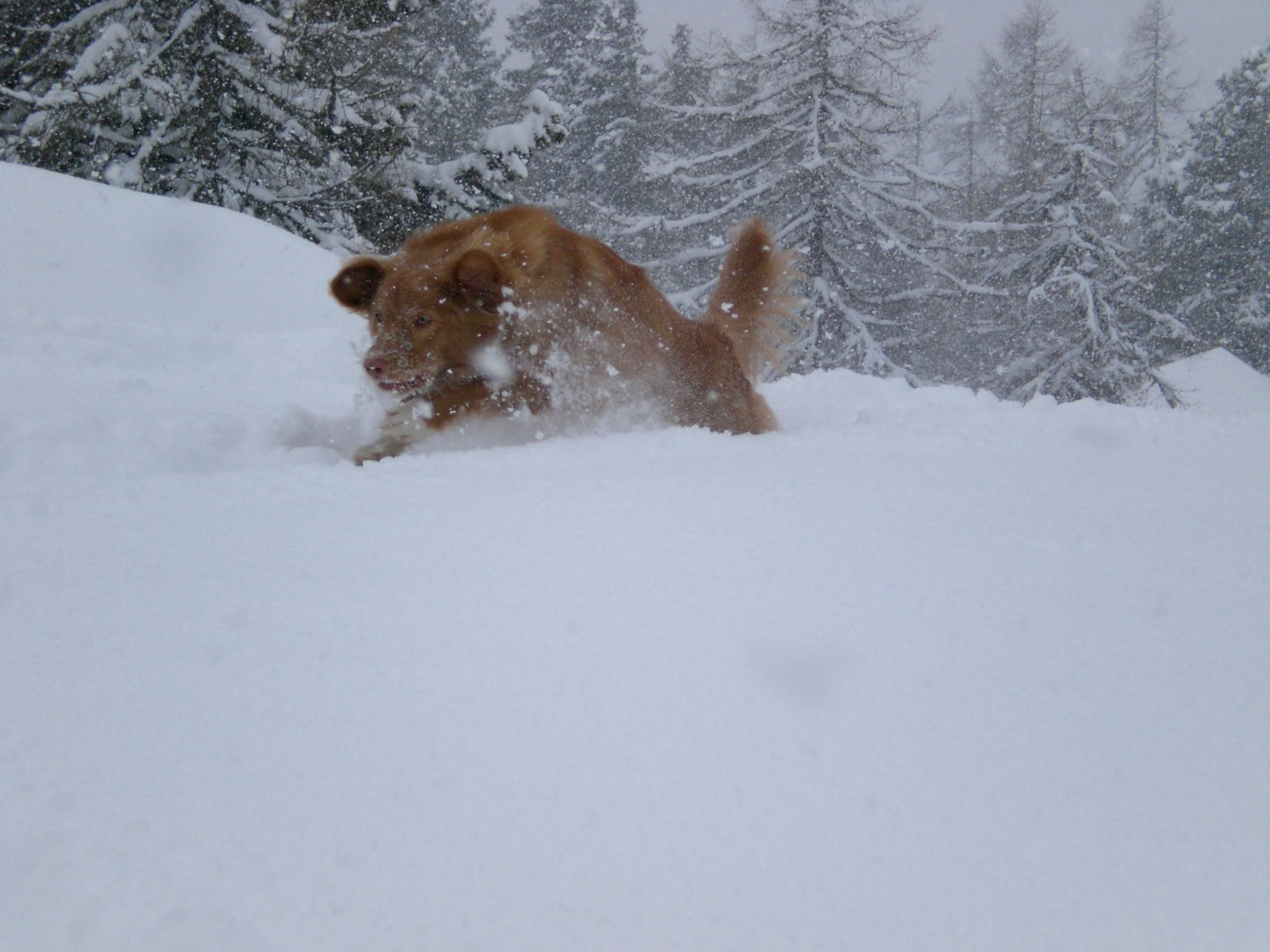 Sunny im Schnee