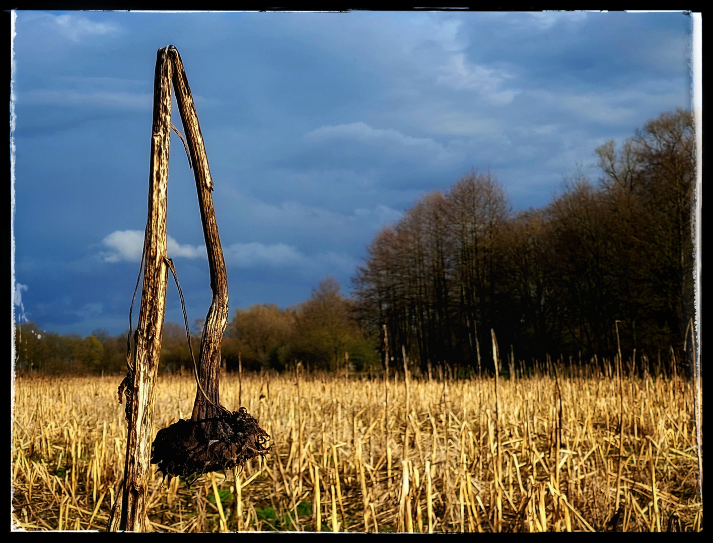 ...sunny lost sunflower...