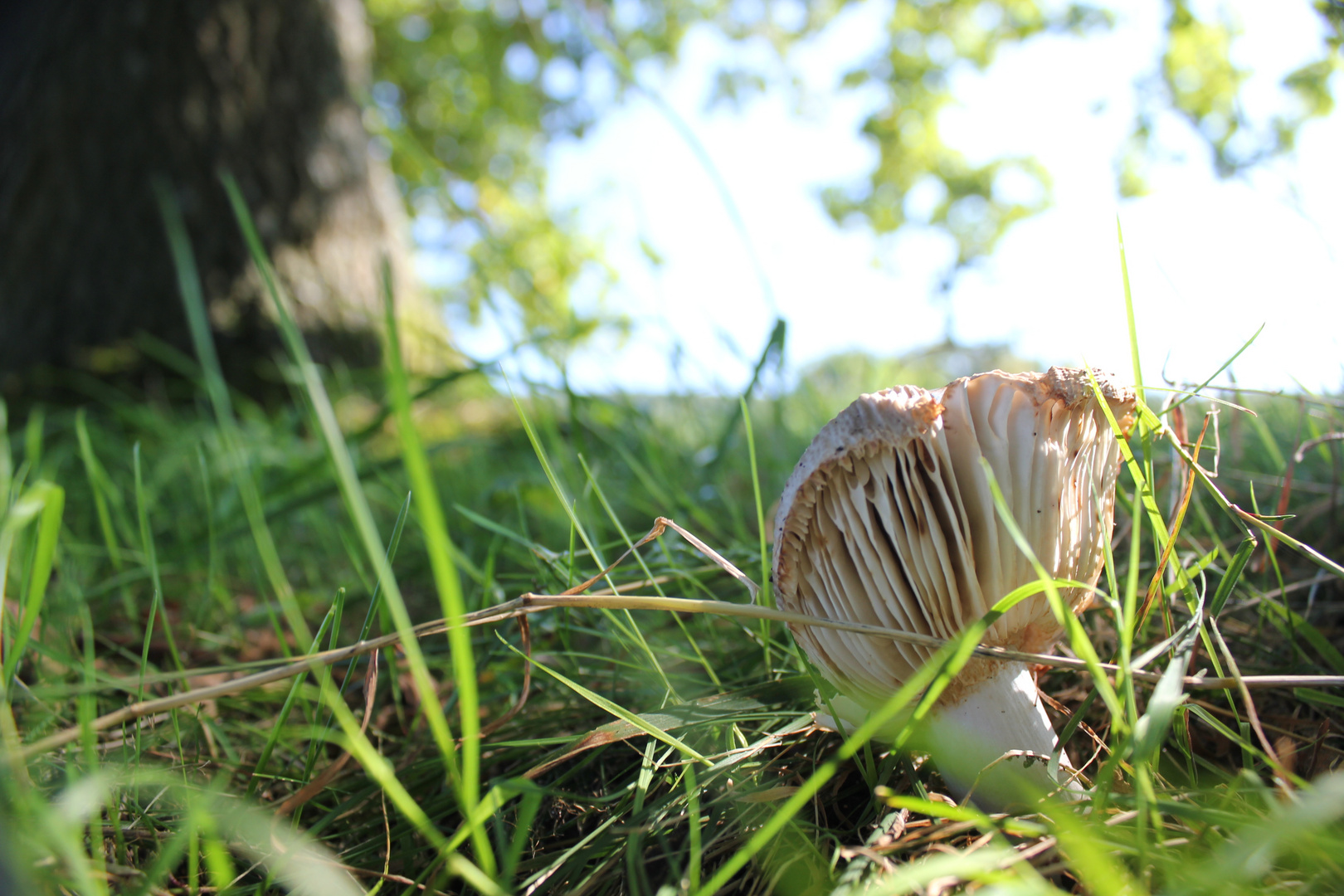 sunny mushroom