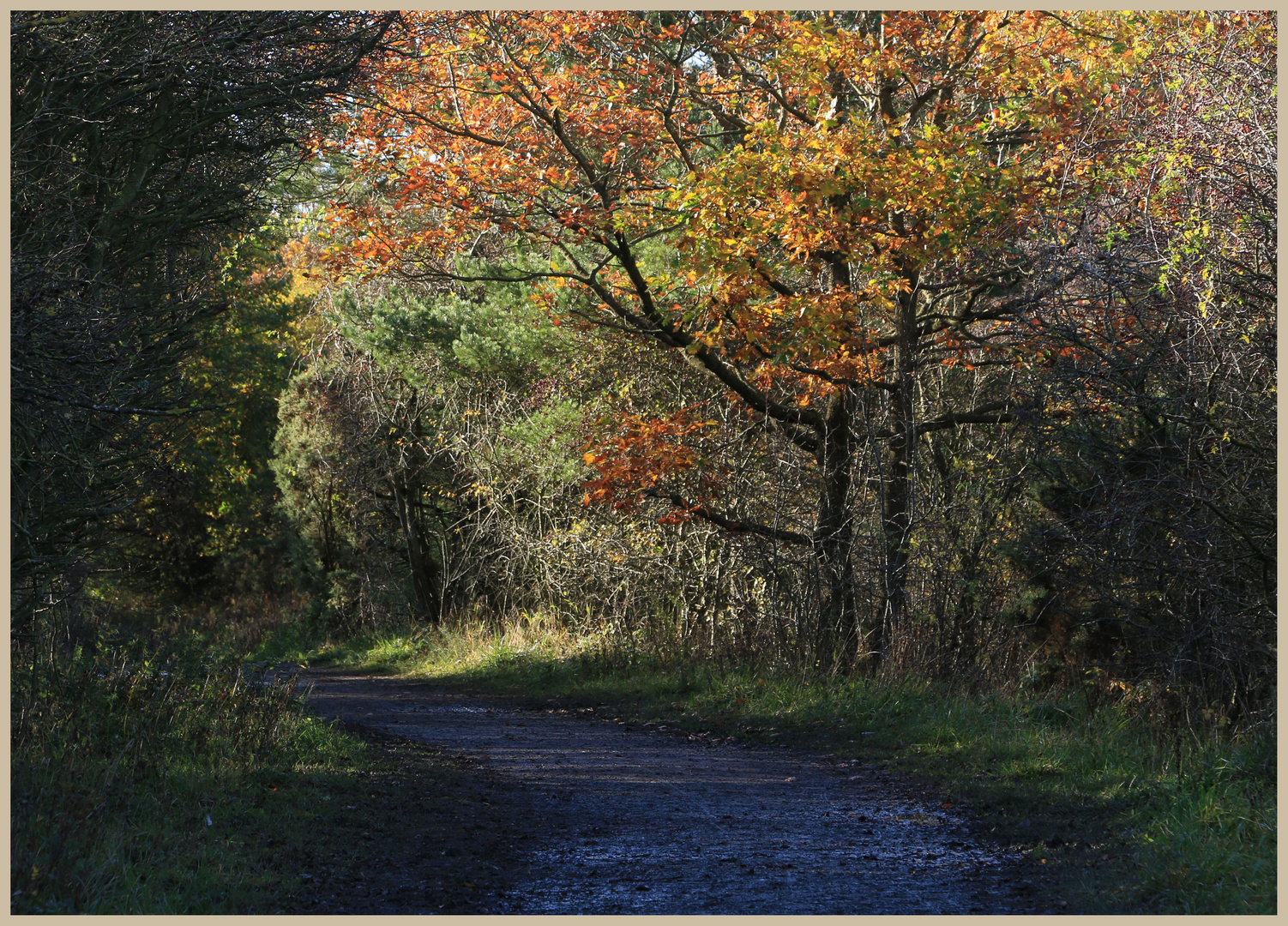 sunny path