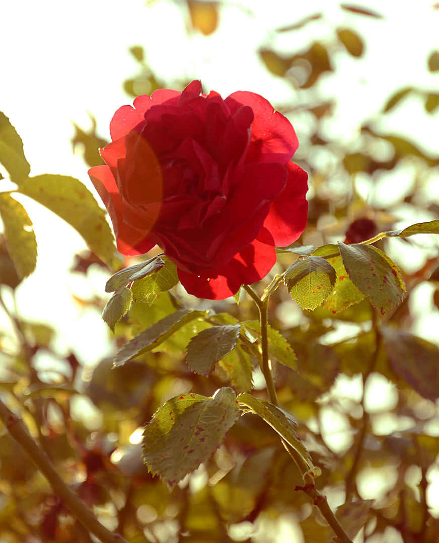 Sunny Rose