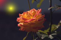 Sunny Rose