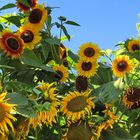 Sunny Sunflowers