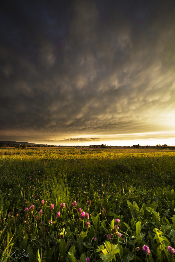 -Sunny Sunset-