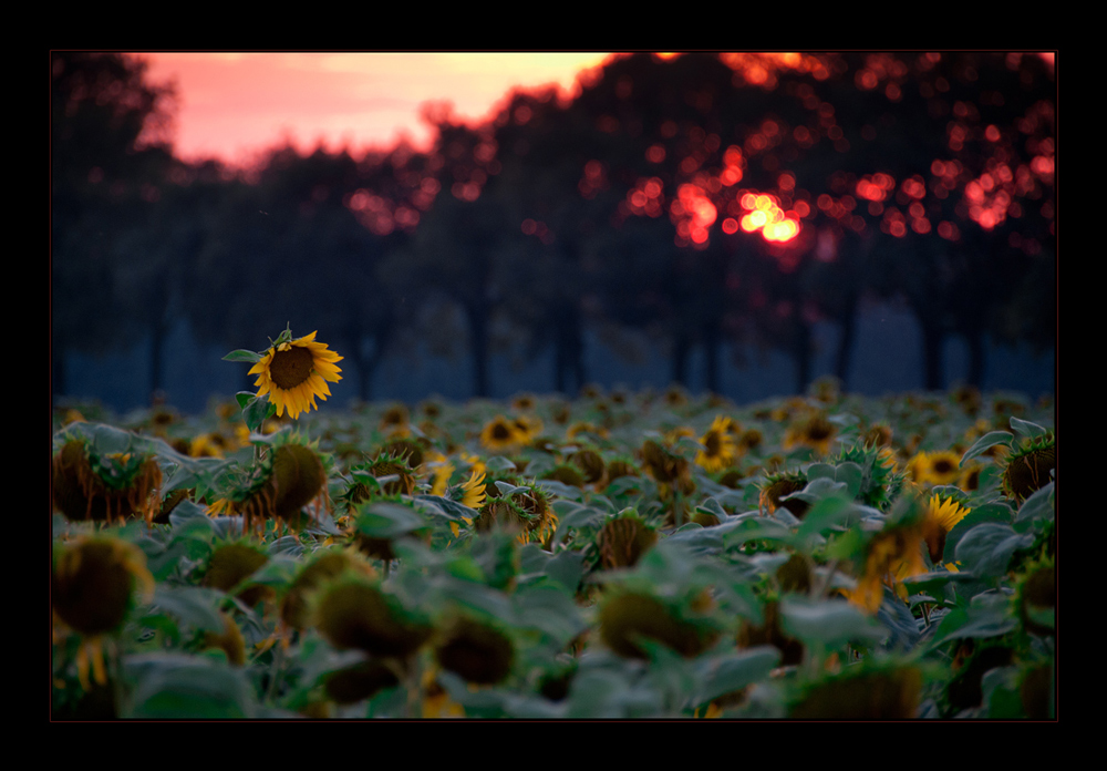 Sunny Sunset