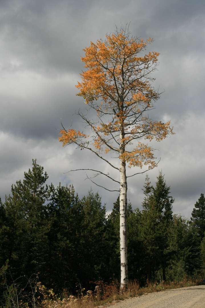 Sunny Tree