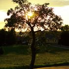 Sunny Tree