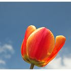 Sunny Tulip