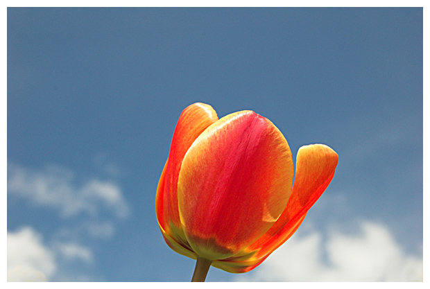 Sunny Tulip