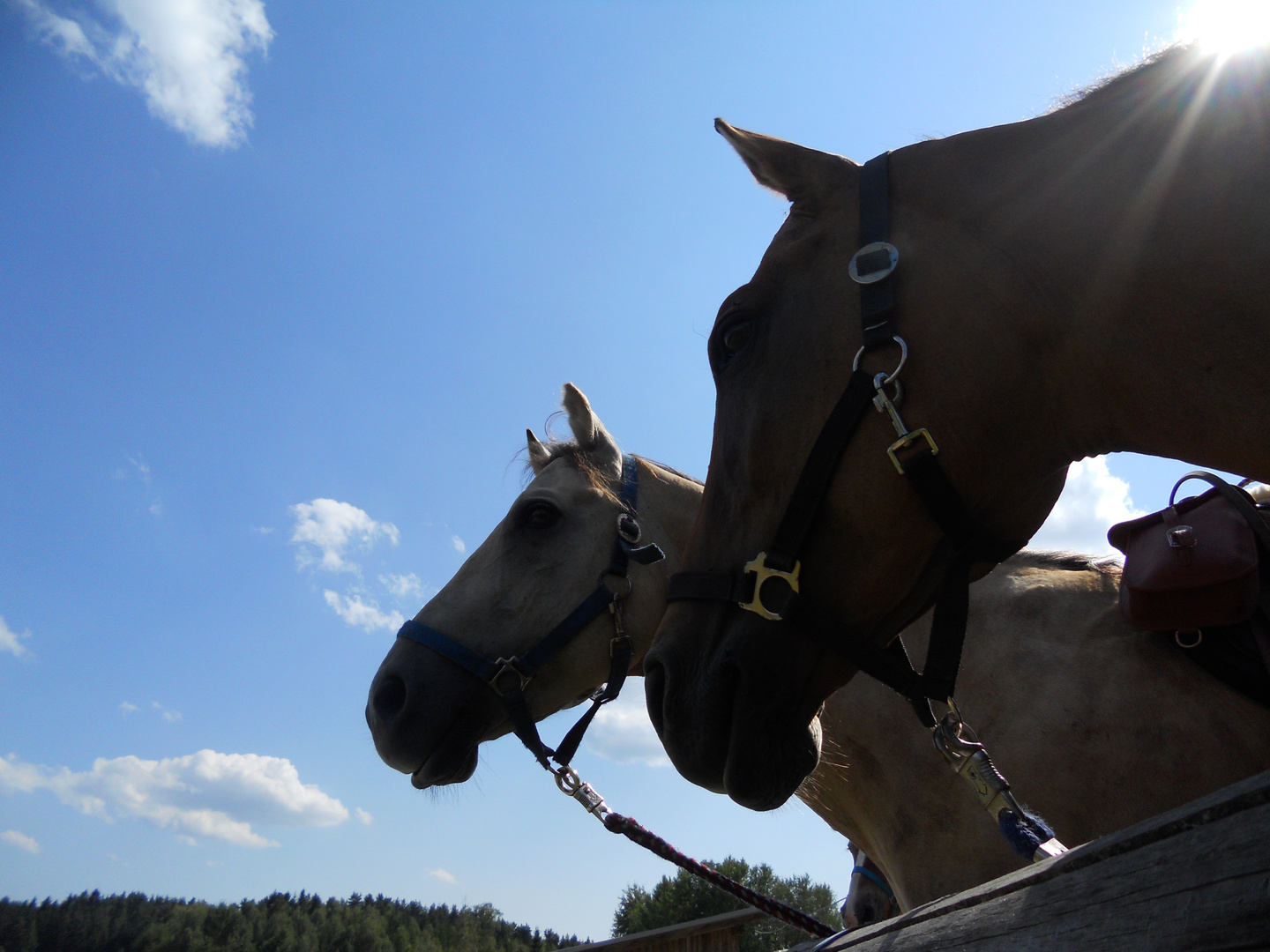 Sunny und Cody neugierig :-)