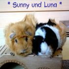 Sunny und Luna