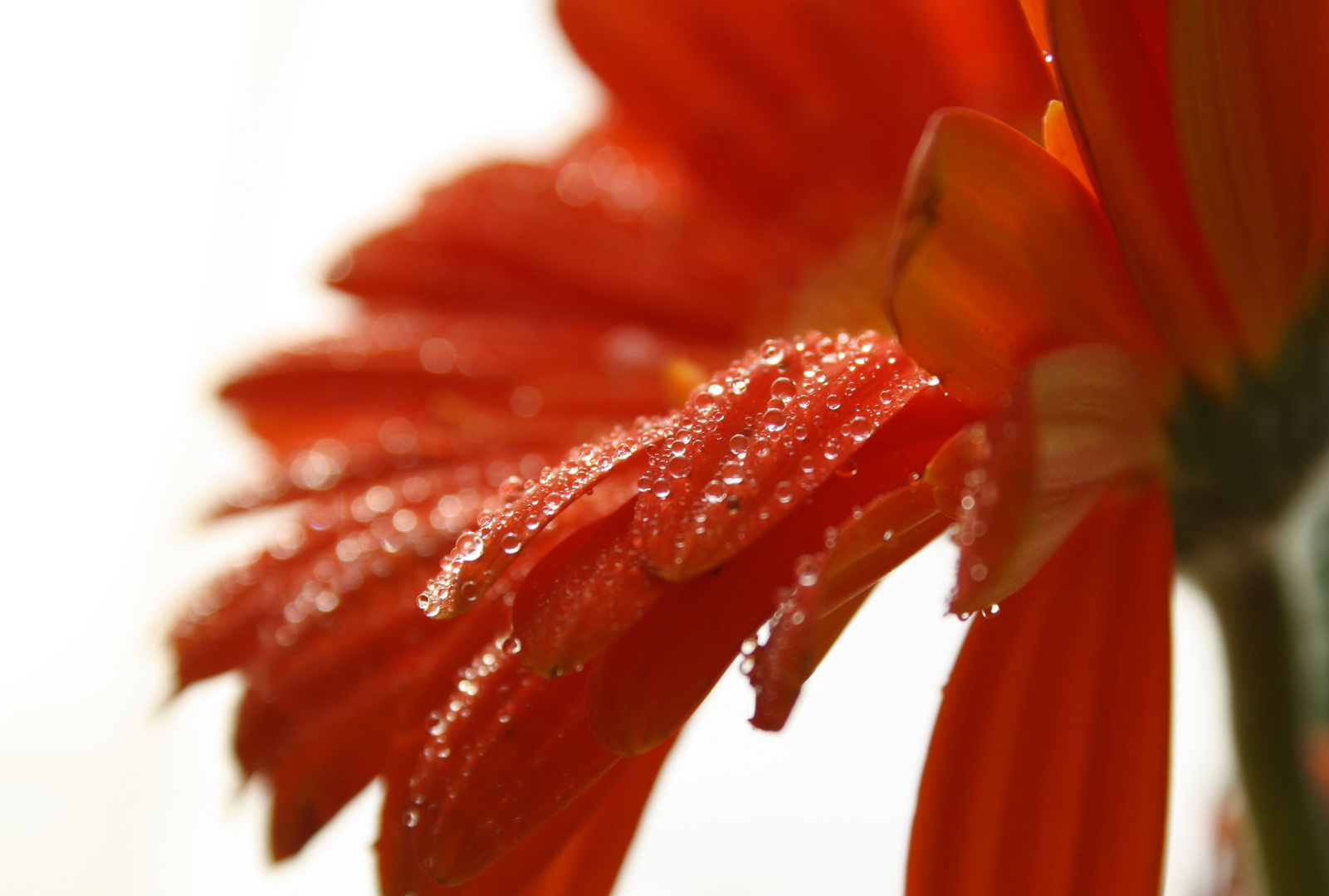 Sunny Waterdrops II